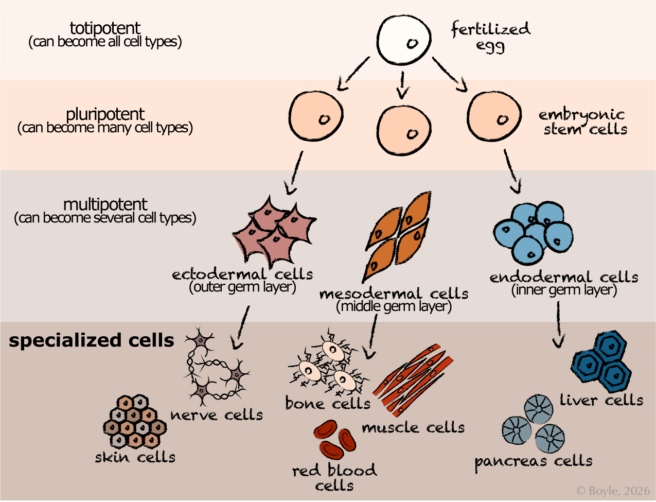 A stylized drawing of a branching diagram: the fertilized egg at the top with a label that reads “totipotent (can become all cell types)”. Arrows point below to three then embryonic stem cells with a label that reads “Pluripotent (can become many cell types)”. Arrows point from the embryonic stem cells then three labeled germ layers: the ectoderm (outer layer), mesoderm (middle layer), endoderm (inner layer). There is a label at this level that reads “Multipotent (can become several cell types)”. Each germ layer connects downward to specialized cell types. The ectodermal branch leads to skin cells and nerve cells; the mesodermal branch leads to bone cells, muscle cells, and red blood cells; and the endodermal branch leads to liver cells and pancreas cells. The diagram is shaded in horizontal bands labeled “totipotent,” “pluripotent,” “multipotent,” and “specialized cells.”
