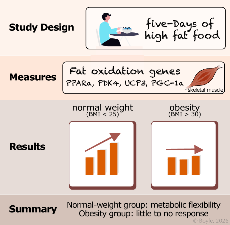 A rectangular graphic showing four labeled sections: “Study Design,” “Measures,” “Results,” and “Summary.” The Study Design box contains an illustration of a person eating with the text “five days of high fat food.” The Measures box lists the fat‑oxidation genes PPARα, PDK4, UCP3, and PGC‑1α next to a stylized drawing of skeletal muscle. The Results section displays two side‑by‑side bar charts: one labeled “normal weight (BMI < 25)” showing an upward‑pointing arrow above increasing bars, and one labeled “obesity (BMI > 30)” showing flat bars with no upward arrow. The Summary line reads: “Normal‑weight group: metabolic flexibility. Obesity group: little to no response.”