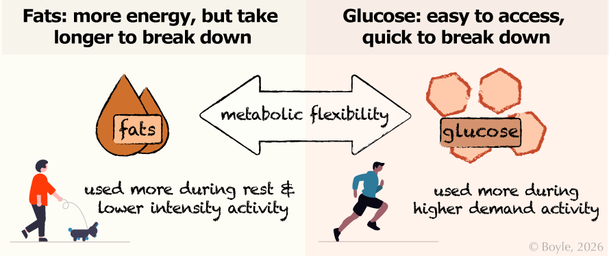 A two‑panel illustration comparing fat and glucose as fuel sources. The left panel shows a large droplet labeled “fats,” a person walking a dog, and the text “Fats: more energy, but take longer to break down; used more during rest and lower‑intensity activity.” An arrow labeled “metabolic flexibility” points to the right panel. The right panel shows three hexagon‑shaped glucose icons, a person running, and the text “Glucose: easy to access, quick to break down; used more during higher‑demand activity.”