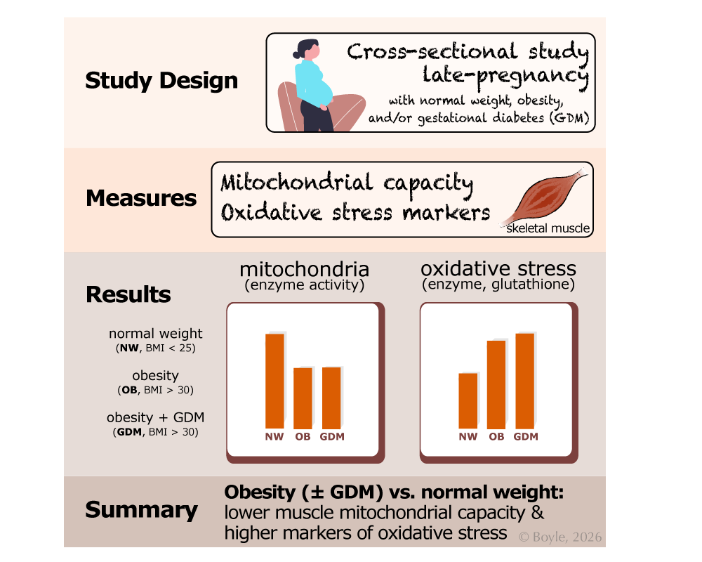 Infographic summarizing the study. The top panel shows a cross-sectional study of people in late pregnancy with normal weight, obesity, or obesity plus gestational diabetes. The middle panel indicates that skeletal muscle was analyzed for mitochondrial capacity and oxidative stress markers. The results are illustrated with simple bar graphs showing lower mitochondrial enzyme activity and higher oxidative stress in the obesity and obesity plus gestational diabetes groups compared with the normal-weight group. The bottom summary states that obesity, with or without gestational diabetes, is associated with reduced muscle mitochondrial capacity and increased oxidative stress relative to normal weight.