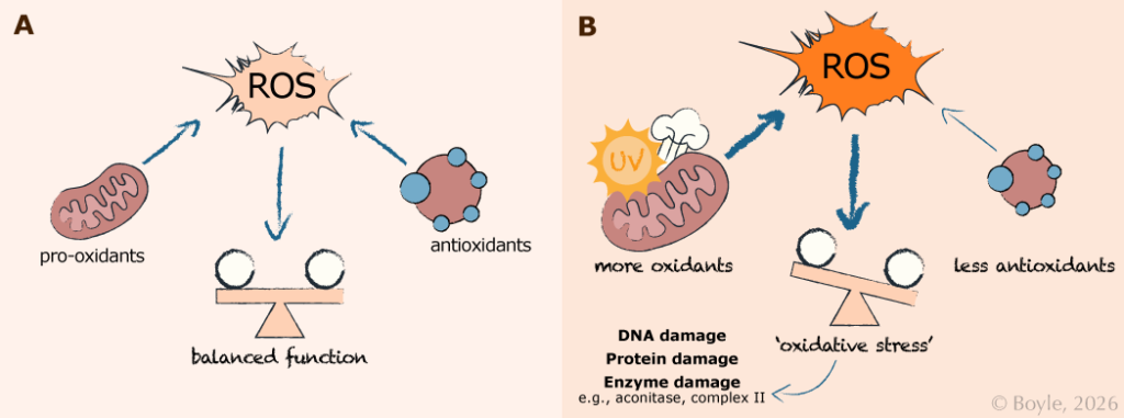 Illustrated two-panel diagram explaining oxidative stress. Panel A shows a balanced state with reactive oxygen species (ROS) produced by mitochondria and neutralized by antioxidants, represented by a balanced scale and labeled “balanced function.” Panel B shows oxidative stress, with increased ROS from mitochondria and external sources such as UV exposure and fewer antioxidants, leading to a tilted scale and labels indicating DNA damage, protein damage, and enzyme damage (including aconitase and Complex II). Arrows indicate feedback loops in which oxidative stress damages DNA, proteins, and enzymes leading to impaired mitochondrial function and increased ROS production.
